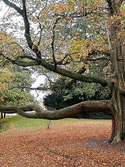 Alberi — foto 1/1