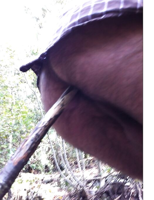 A pecora  nel bosco